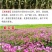 将军菊苣种子大叶菊苣草种籽多年生四季牧草猪牛羊鸡鸭鹅鱼草