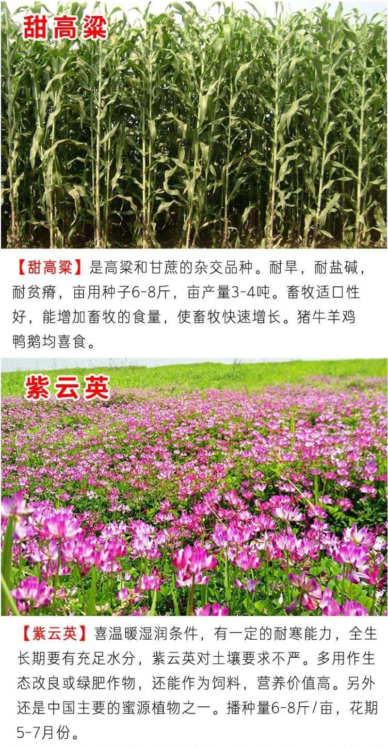 将军菊苣种子大叶菊苣草种籽多年生四季牧草猪牛羊鸡鸭鹅鱼草