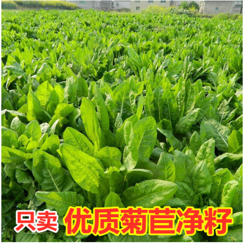 将军菊苣种子大叶菊苣草种籽多年生四季牧草猪牛羊鸡鸭鹅鱼草