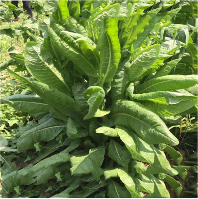 将军菊苣种子大叶菊苣草种籽多年生四季牧草猪牛羊鸡鸭鹅鱼草