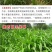 将军菊苣种子大叶菊苣草种籽多年生四季牧草猪牛羊鸡鸭鹅鱼草