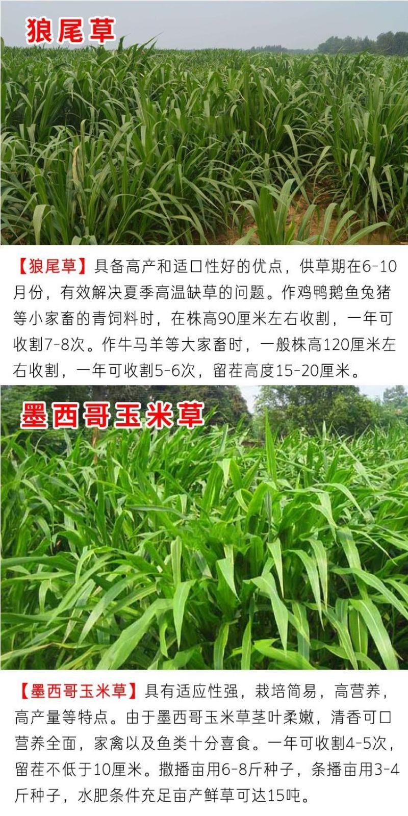 将军菊苣种子大叶菊苣草种籽多年生四季牧草猪牛羊鸡鸭鹅鱼草