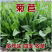 将军菊苣种子大叶菊苣草种籽多年生四季牧草猪牛羊鸡鸭鹅鱼草