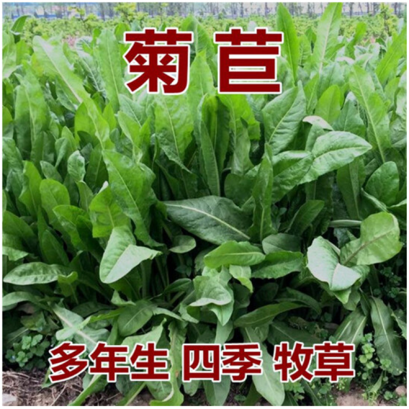 将军菊苣种子大叶菊苣草种籽多年生四季牧草猪牛羊鸡鸭鹅鱼草
