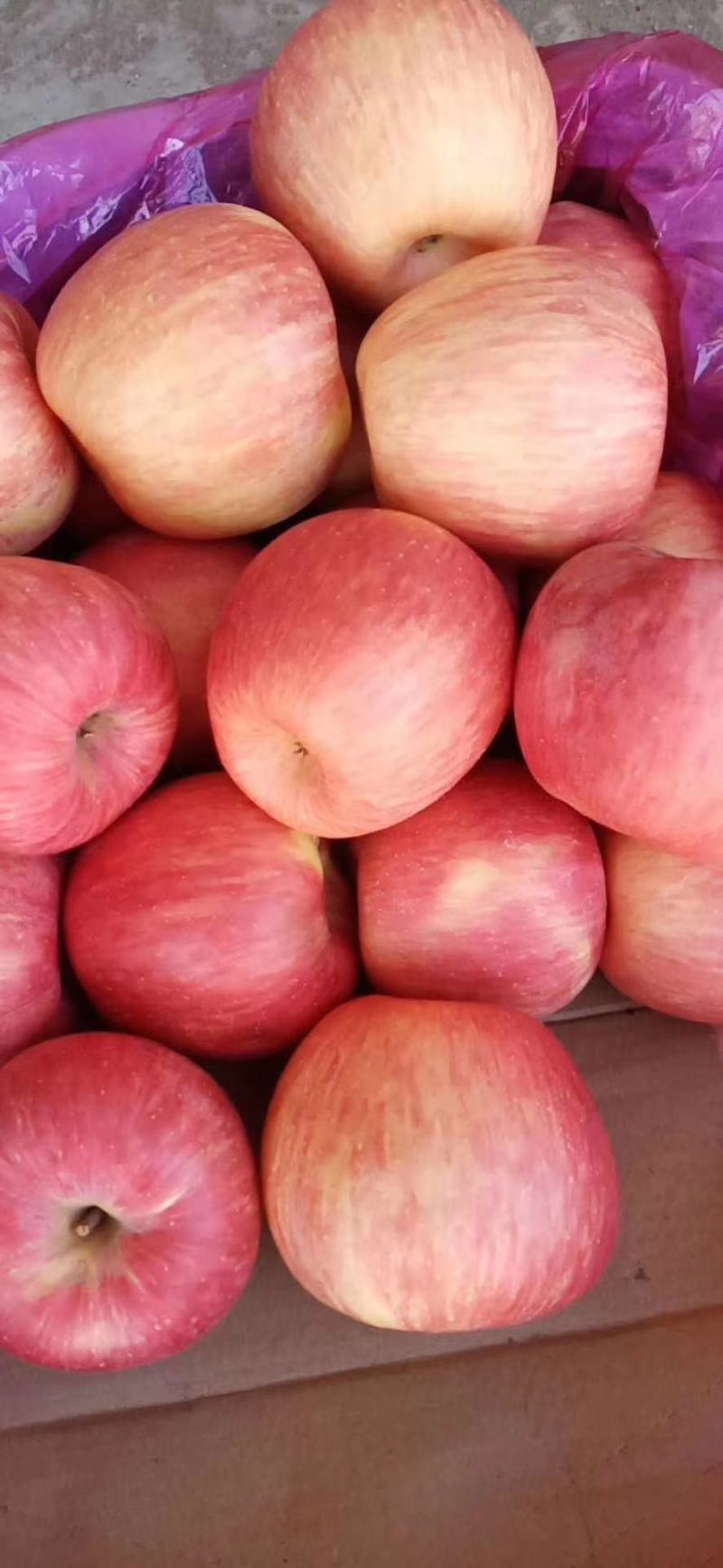 绥中寒富苹果，口感甜脆，个好皮细，产地货源充足