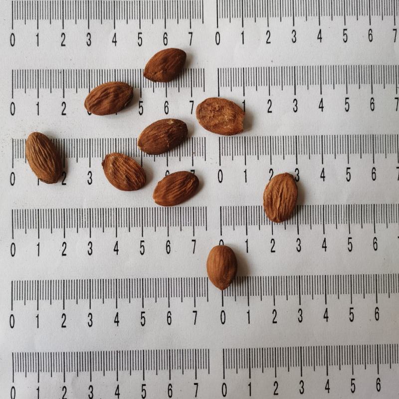 桃仁家桃仁去皮带皮炒桃仁规格全质量优手机实拍