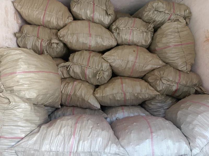 安徽金寨椴木赤灵芝，初级农副产品深山种植多糖三帖含量高
