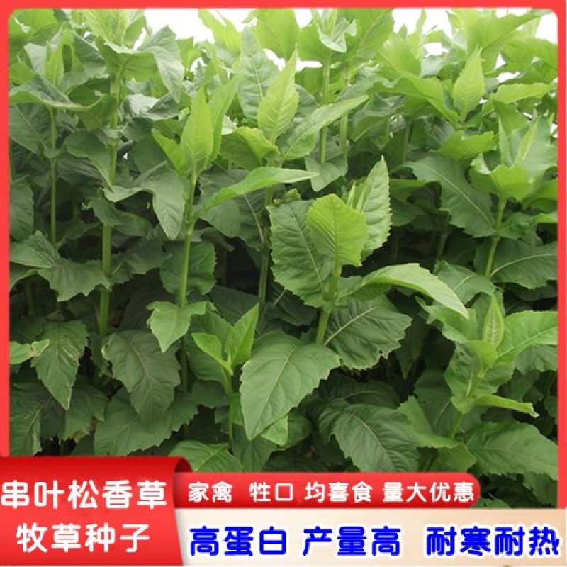 高产耐寒耐热串叶松香草种子多年生牧草猪牛羊鹅牲畜牧草