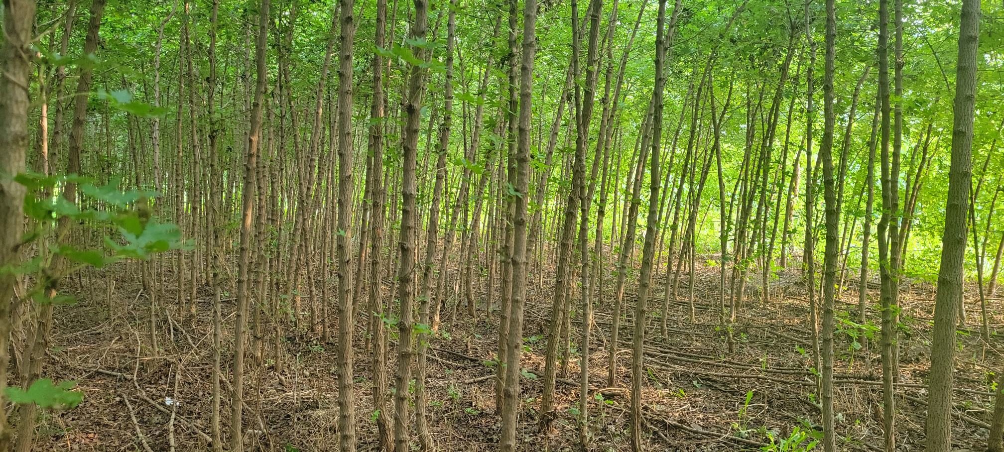元宝枫种植基地与加工生产线实景