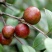 油茶树