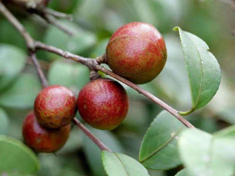 油茶树