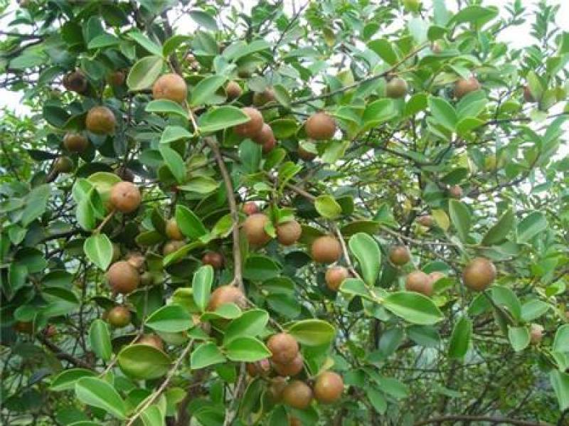 油茶树