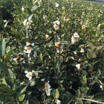 油茶树