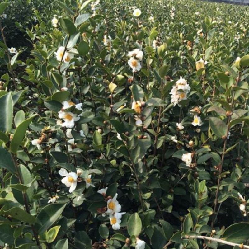 油茶树
