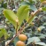 油茶树