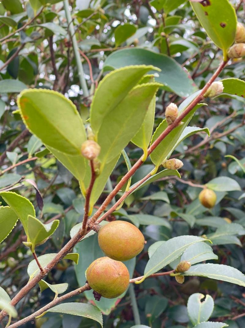 油茶树