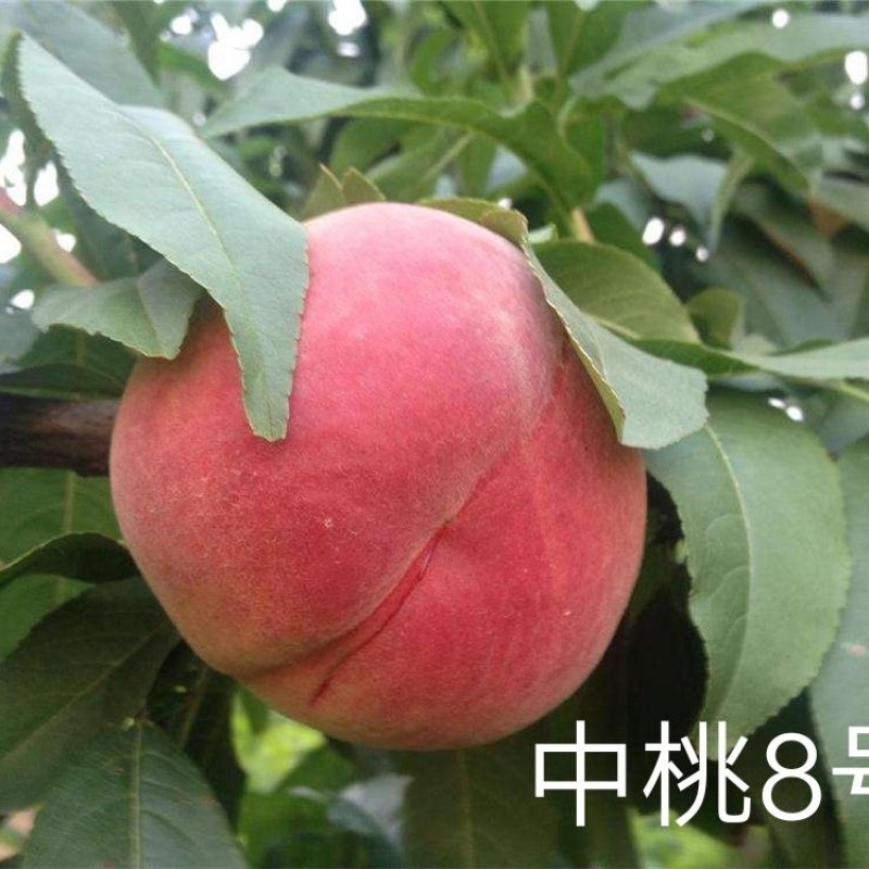 鑫源苗木基地直销中桃8号，果质硬离核，全红。