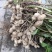 饶阳沙地鲜花生，无土无杂手检货，保证质量，欢迎咨询选购