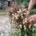 饶阳沙地鲜花生，无土无杂手检货，保证质量，欢迎咨询选购