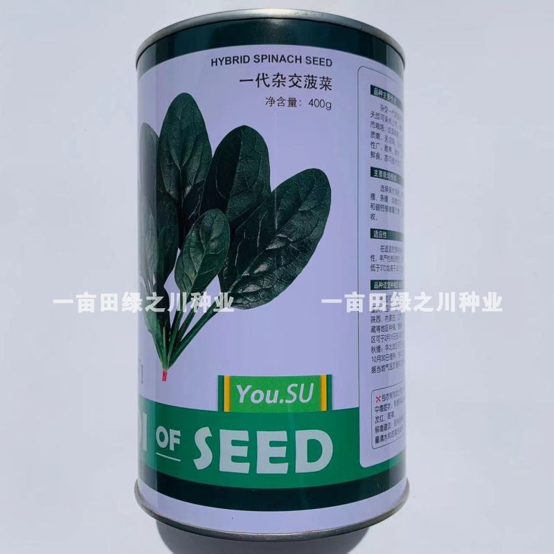 卡其优速F1一代杂交菠菜种子直立性强叶片浓绿有光泽抗病