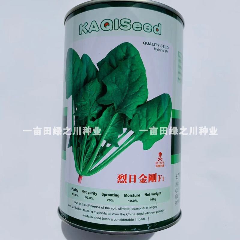 卡其烈日金刚抗热菠菜种子引进原种杂交一代耐热大叶菠菜种