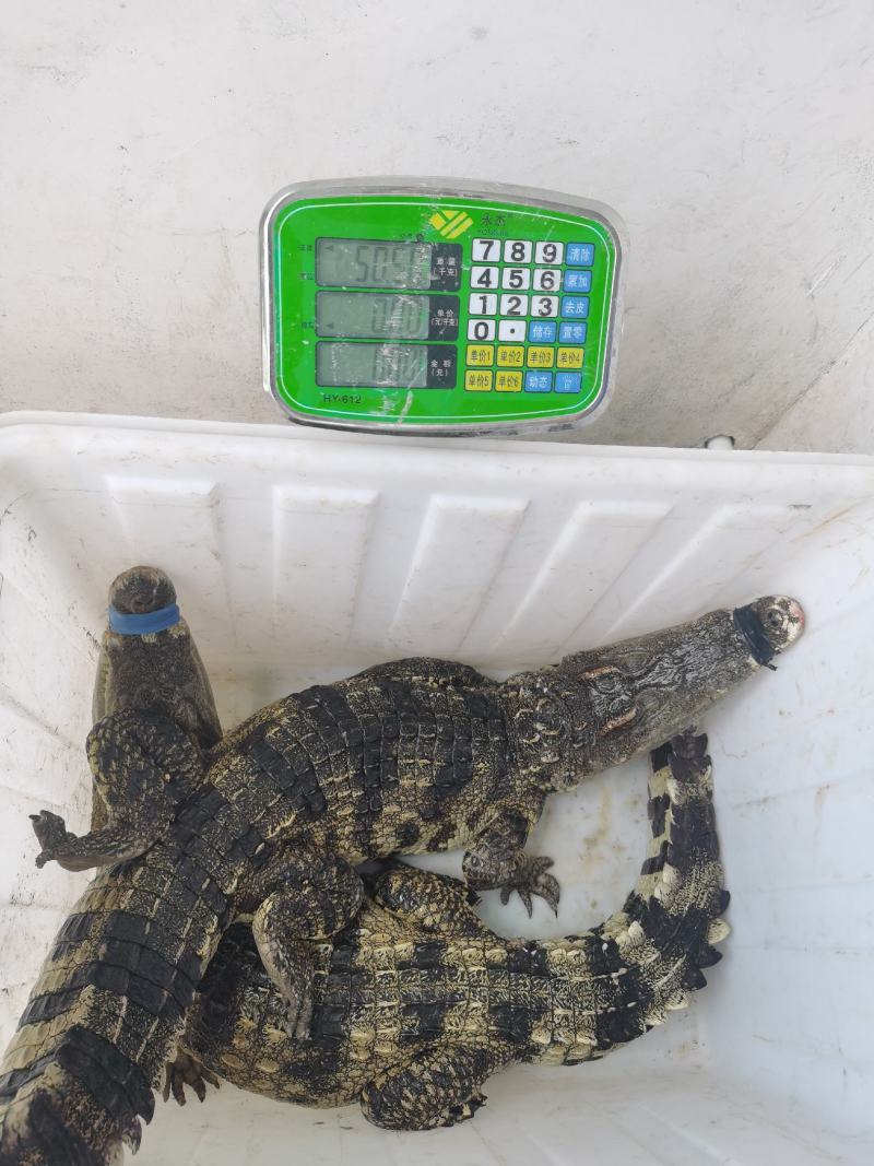 大量现货手续齐全鳄鱼活体鳄鱼白条分割好的个个部位