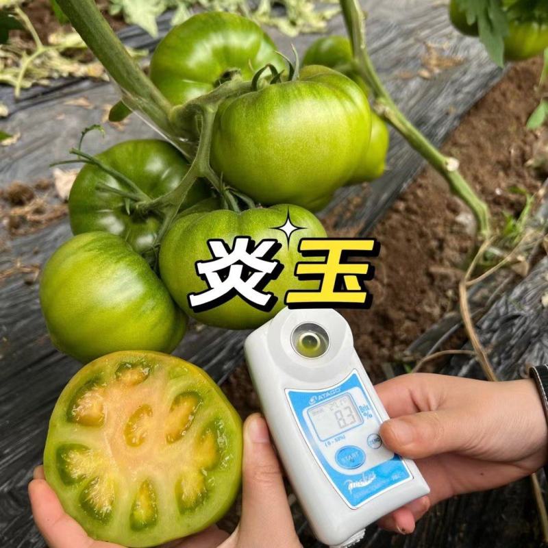 炎玉大果口感番茄直播苗嫁接苗四叶一心全国发货