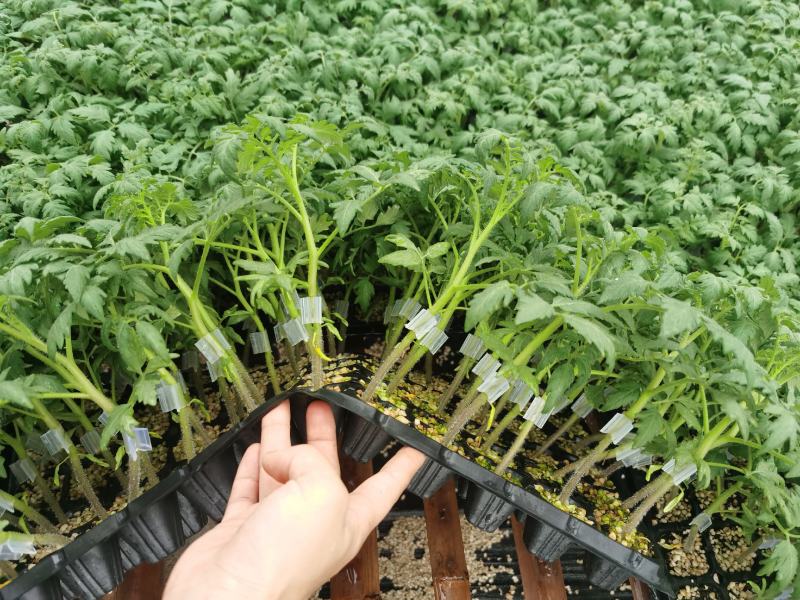 炎玉大果口感番茄直播苗嫁接苗四叶一心全国发货