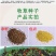 大叶菊苣草种籽多年生猪草种籽子养殖牛羊鸭鹅兔再生四季牧草