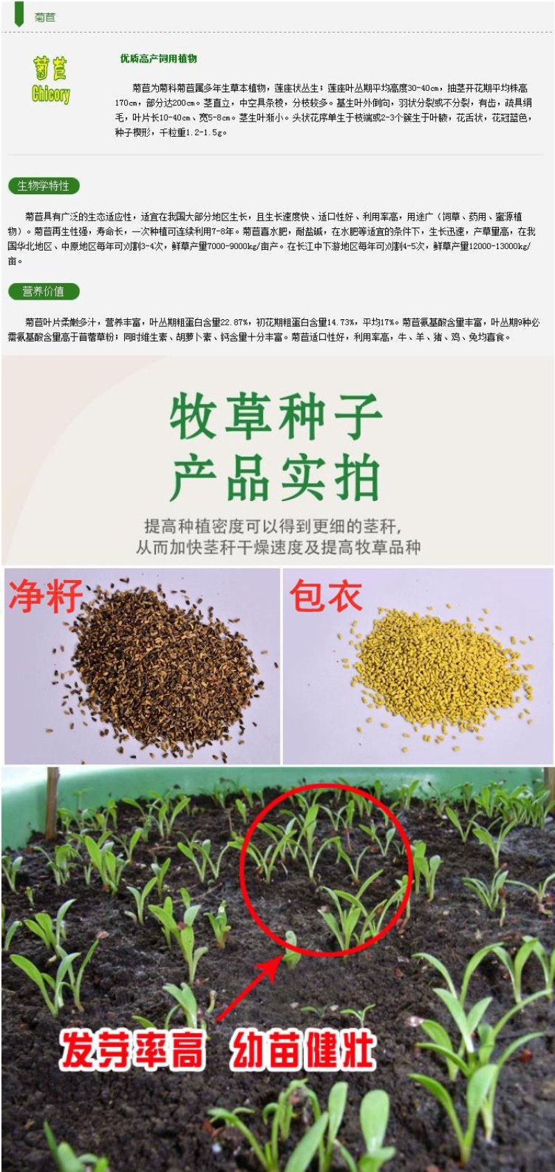 大叶菊苣草种籽多年生猪草种籽子养殖牛羊鸭鹅兔再生四季牧草