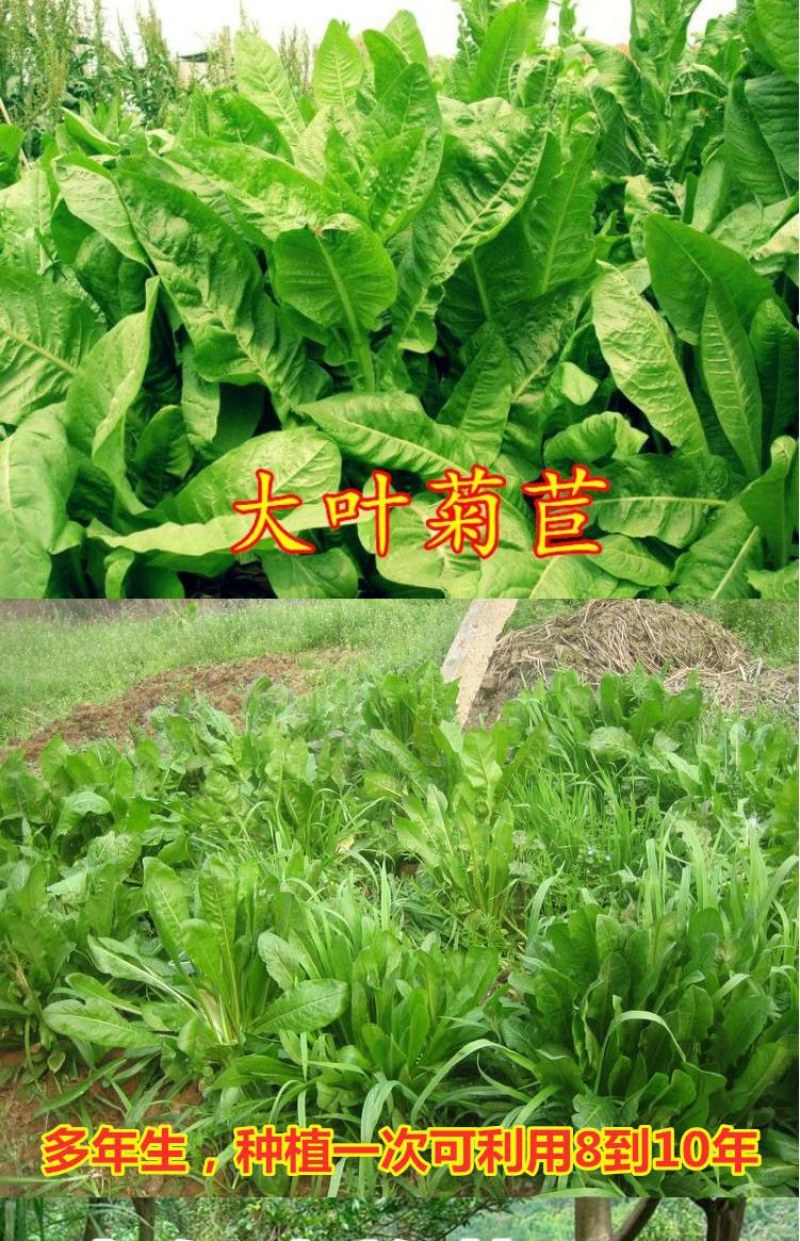 大叶菊苣草种籽多年生猪草种籽子养殖牛羊鸭鹅兔再生四季牧草