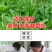 大叶菊苣草种籽多年生猪草种籽子养殖牛羊鸭鹅兔再生四季牧草