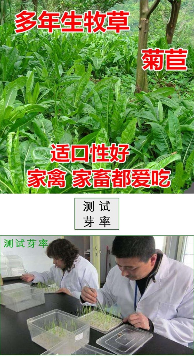大叶菊苣草种籽多年生猪草种籽子养殖牛羊鸭鹅兔再生四季牧草