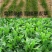 大叶菊苣草种籽多年生猪草种籽子养殖牛羊鸭鹅兔再生四季牧草