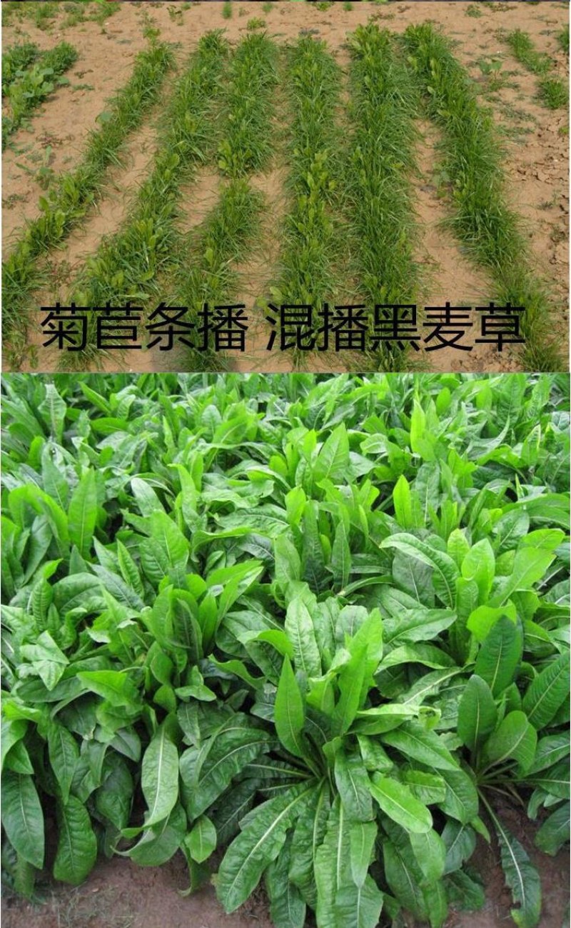 大叶菊苣草种籽多年生猪草种籽子养殖牛羊鸭鹅兔再生四季牧草