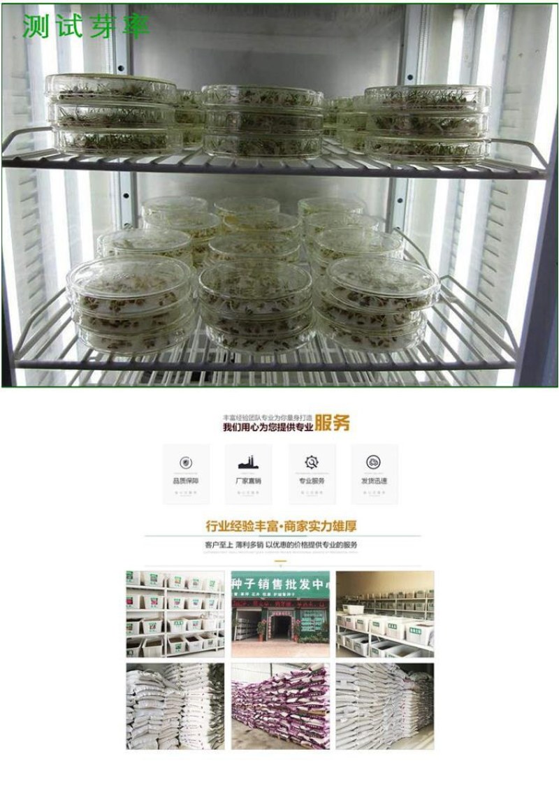 大叶菊苣草种籽多年生猪草种籽子养殖牛羊鸭鹅兔再生四季牧草