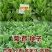 大叶菊苣草种籽多年生猪草种籽子养殖牛羊鸭鹅兔再生四季牧草