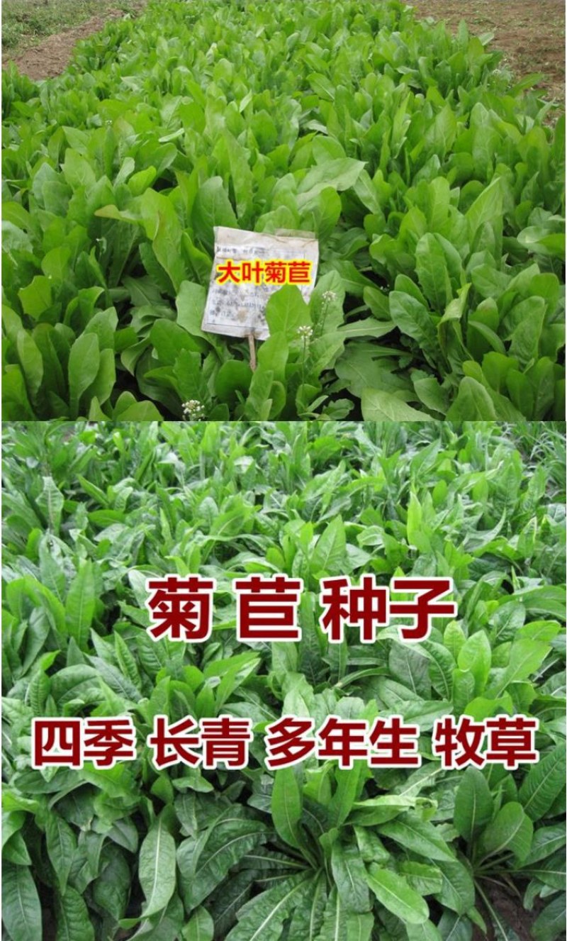 大叶菊苣草种籽多年生猪草种籽子养殖牛羊鸭鹅兔再生四季牧草
