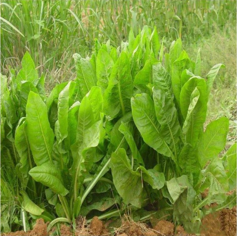 大叶菊苣草种籽多年生猪草种籽子养殖牛羊鸭鹅兔再生四季牧草