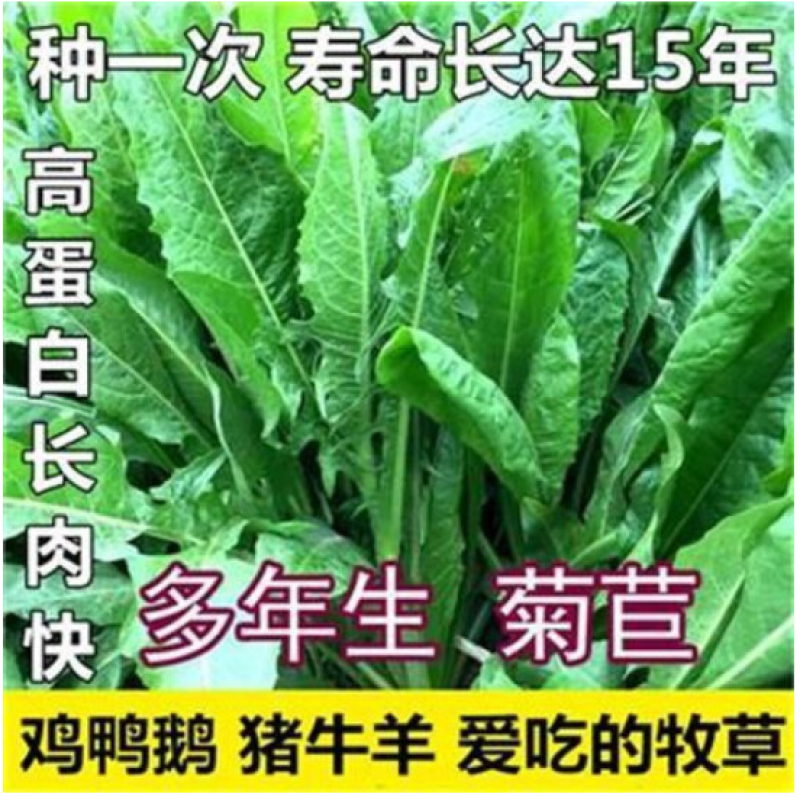 大叶菊苣草种籽多年生猪草种籽子养殖牛羊鸭鹅兔再生四季牧草