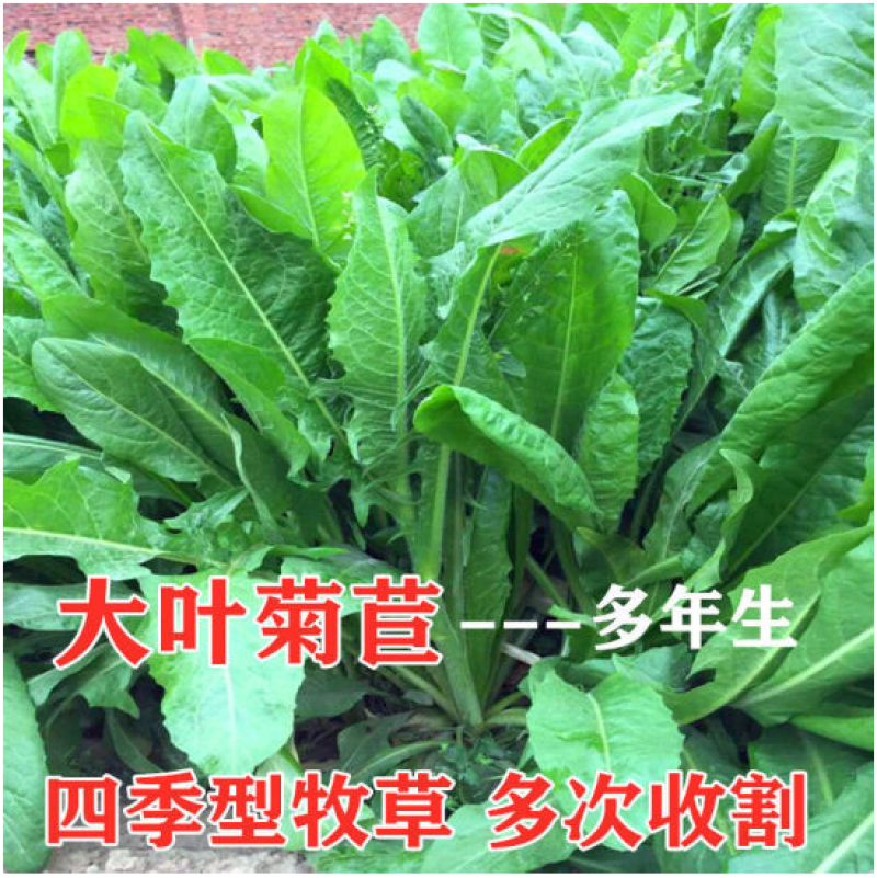 大叶菊苣草种籽多年生猪草种籽子养殖牛羊鸭鹅兔再生四季牧草