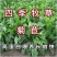大叶菊苣草种籽多年生猪草种籽子养殖牛羊鸭鹅兔再生四季牧草