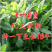 大叶菊苣草种籽多年生猪草种籽子养殖牛羊鸭鹅兔再生四季牧草