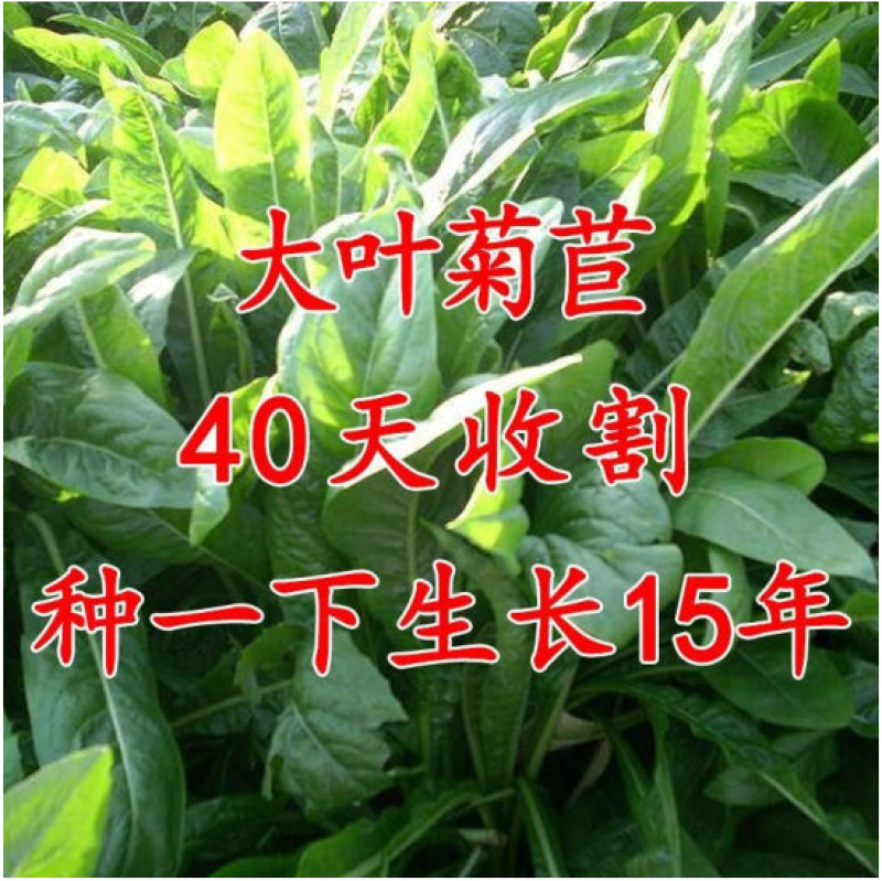大叶菊苣草种籽多年生猪草种籽子养殖牛羊鸭鹅兔再生四季牧草