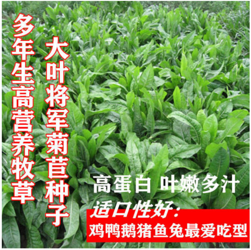 大叶菊苣草种籽多年生猪草种籽子养殖牛羊鸭鹅兔再生四季牧草
