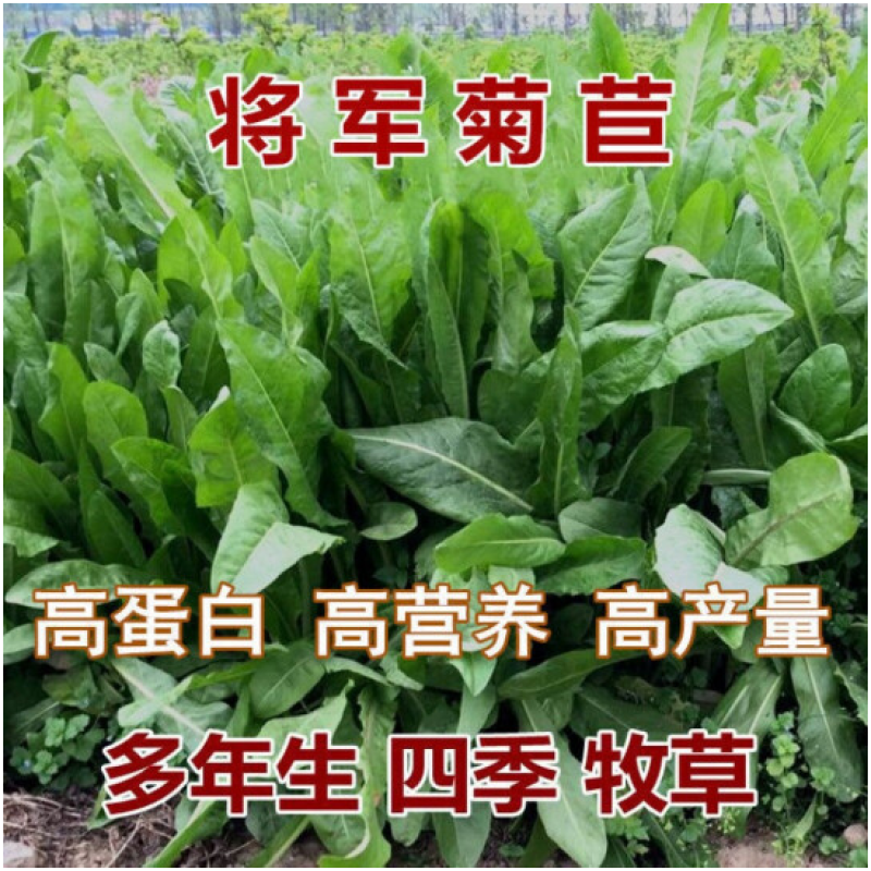 大叶菊苣草种籽多年生猪草种籽子养殖牛羊鸭鹅兔再生四季牧草