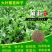 大叶菊苣草种籽多年生猪草种籽子养殖牛羊鸭鹅兔再生四季牧草
