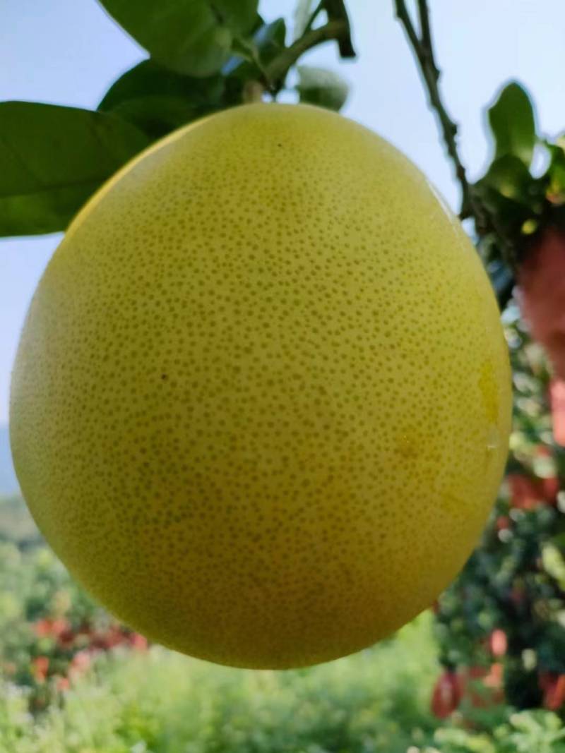 正宗平和红心柚