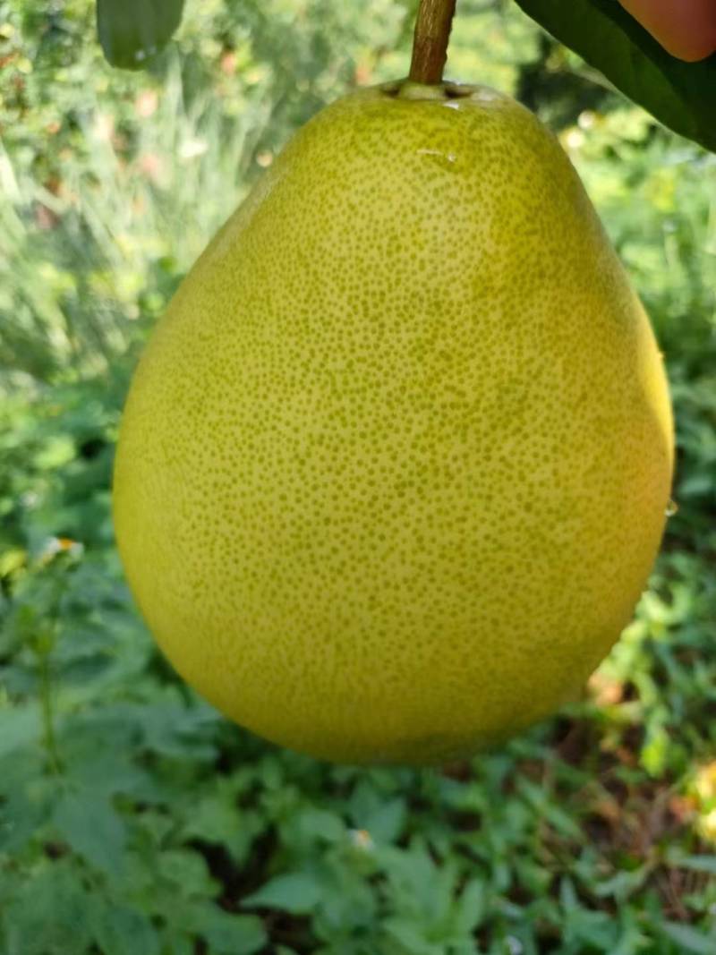 正宗平和红心柚