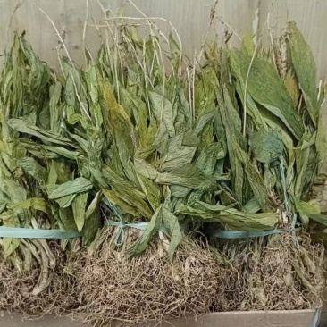 见血清欢迎各位老总联系，量大价美丽，发全国